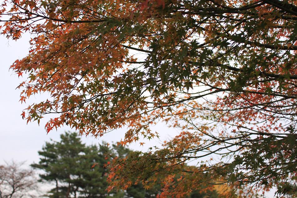 昭和記念公園