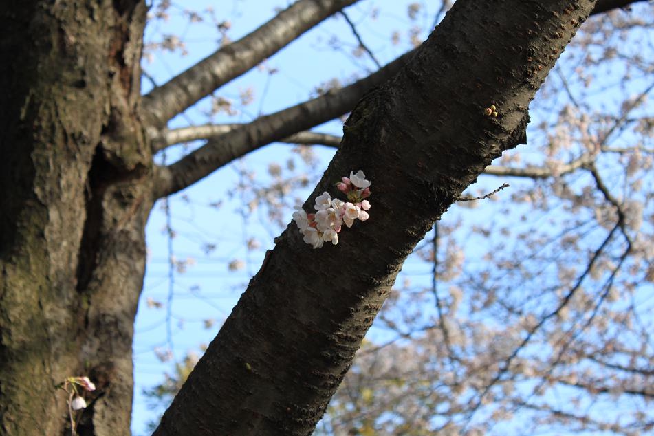 お花見