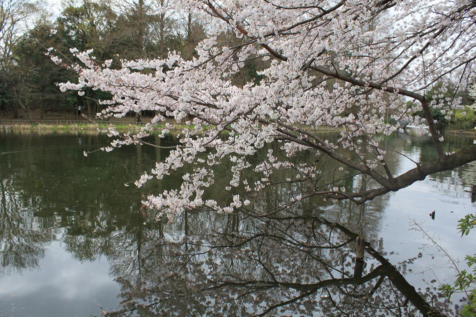 石神井