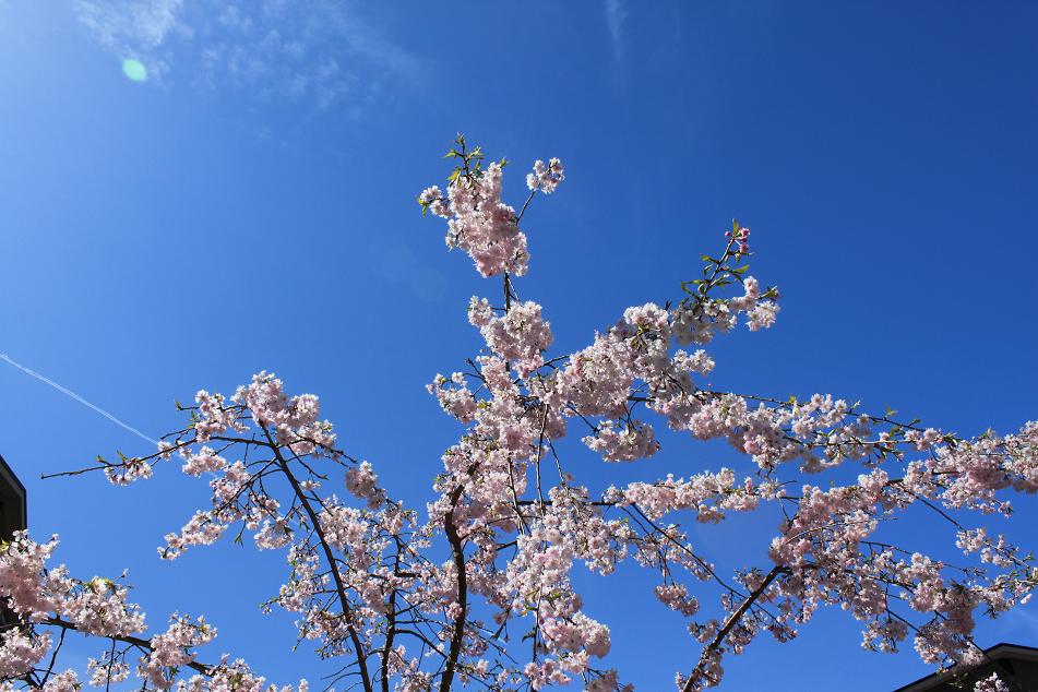 醍醐寺