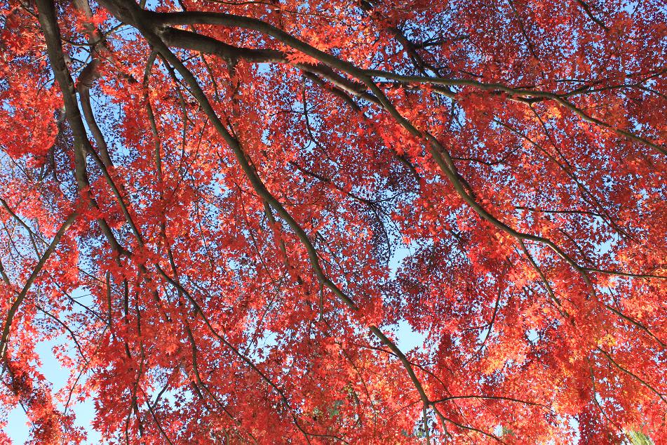 石神井公園